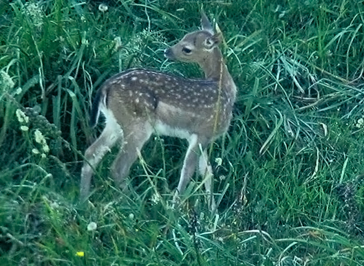 NON TOCCATE I PICCOLI UNGULATI!